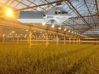 155lm/w 160000lm d'intérieur élèvent les lumières, 1000W HPS élèvent des lumières