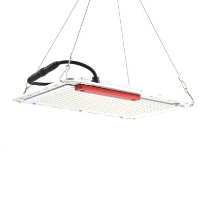 le légume 60Hz mené par 100W élèvent des lumières, panneau de Quantum que SMD5730 d'intérieur se développent légers