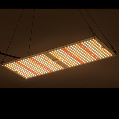 Systèmes croissants hydroponiques de culture de plante médicinale de Rikolite 200w de conseil d'intérieur de Quantum